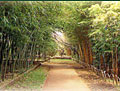 写真：富士竹類植物園